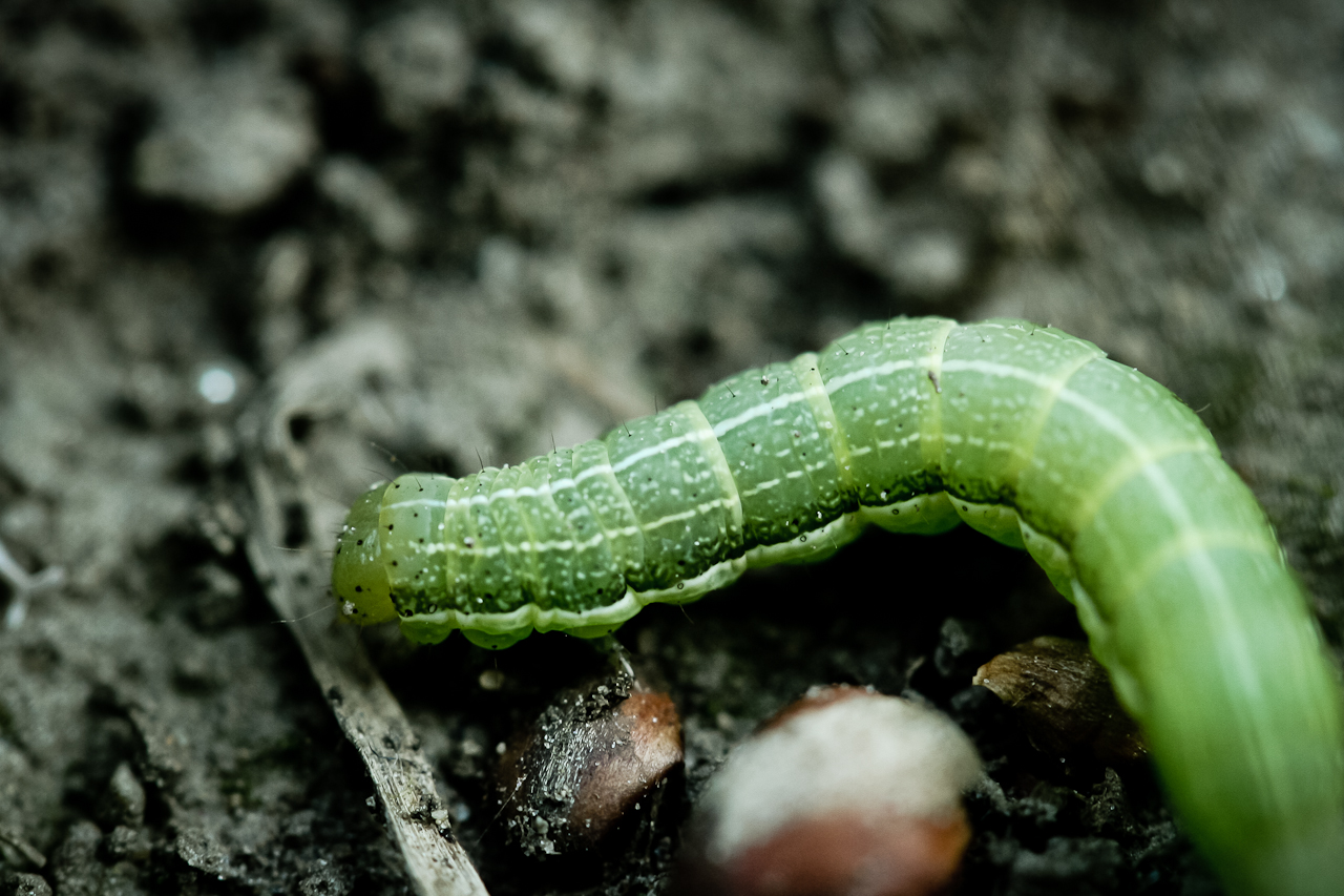 Ein Wurm in der Natur Macro fotografiert