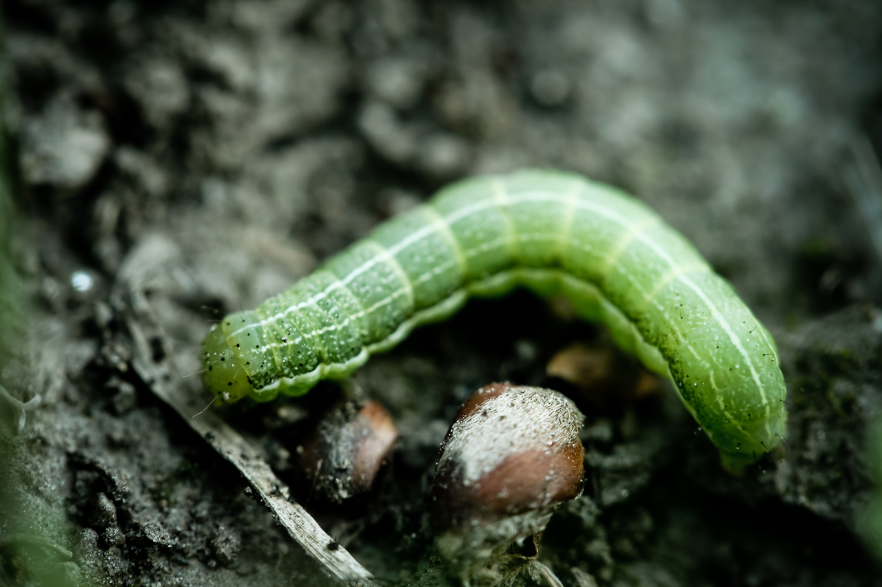 Ein Wurm in der Natur Macro fotografiert