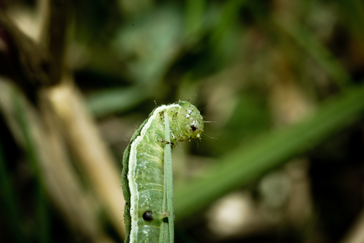 Ein Wurm in der Natur Macro fotografiert